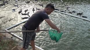 2000只小鸭苗下水记 老林的温情守护